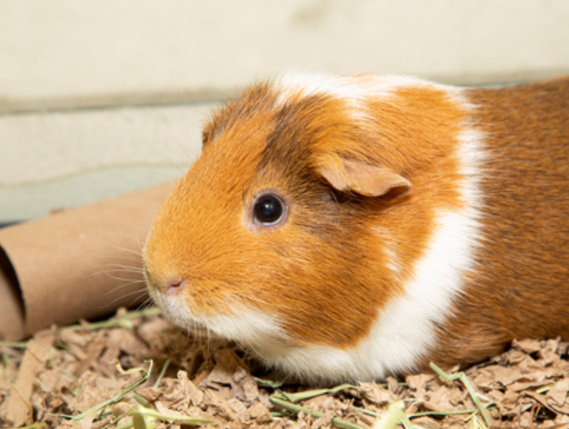 Guinea Pig