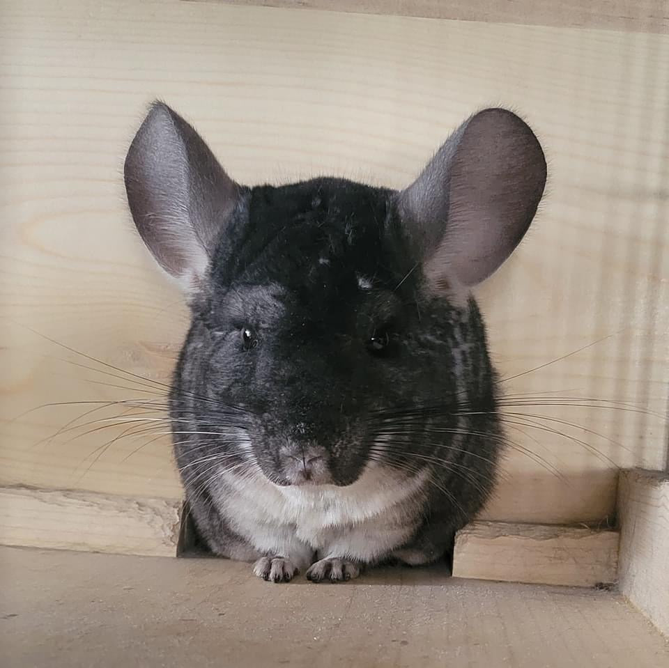 Chinchilla